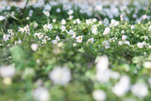 Billede med hvide blomster og sløret billede som bekymringer